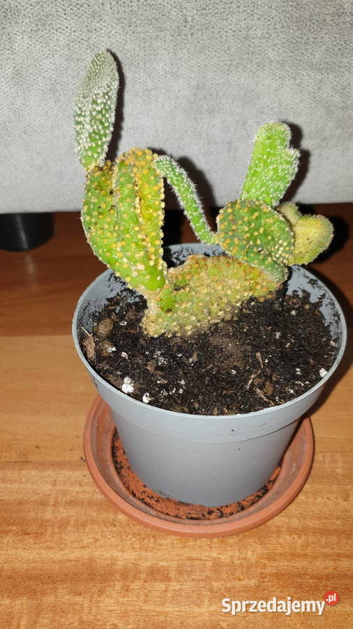 Opuncja żółta kaktus nie znam dokładnego gatunku Dom i Ogród Warszawa