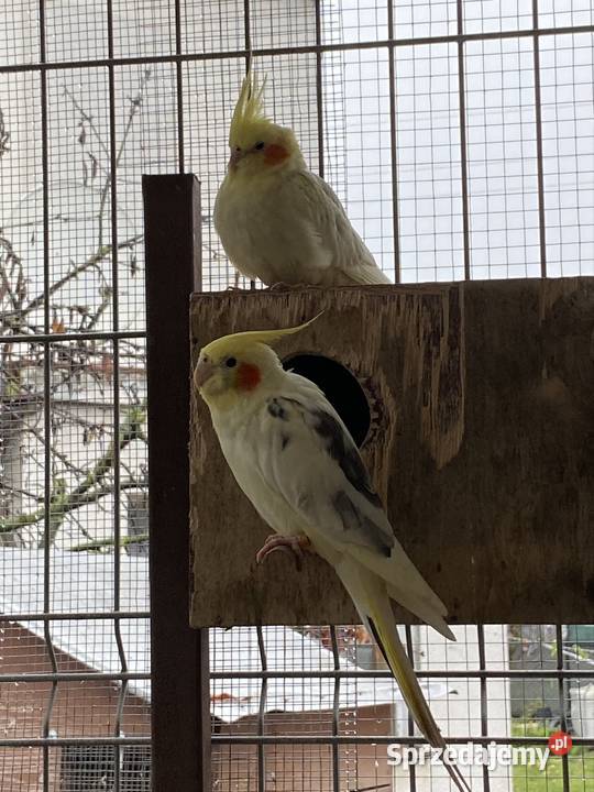 Sprzedam nimf Damasławek