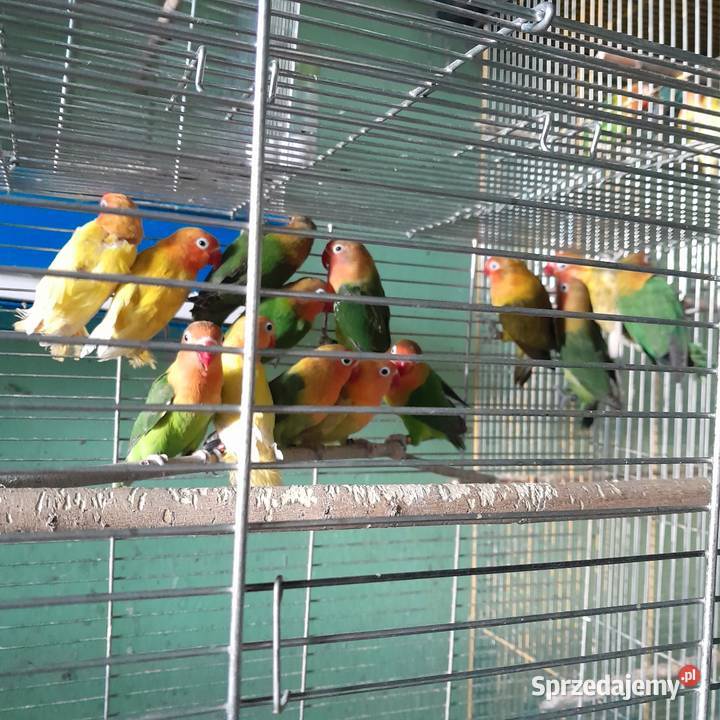 Nierozłączki Katowice sprzedam