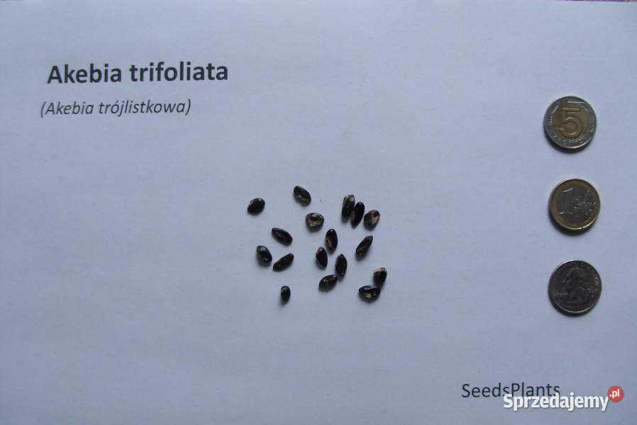 AKEBIA TRÓJLISTKOWA Akebia trifoliata NASIONA kujawsko-pomorskie Lubanie