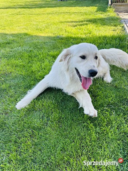 Golden Retriever Reproduktor Nowogród