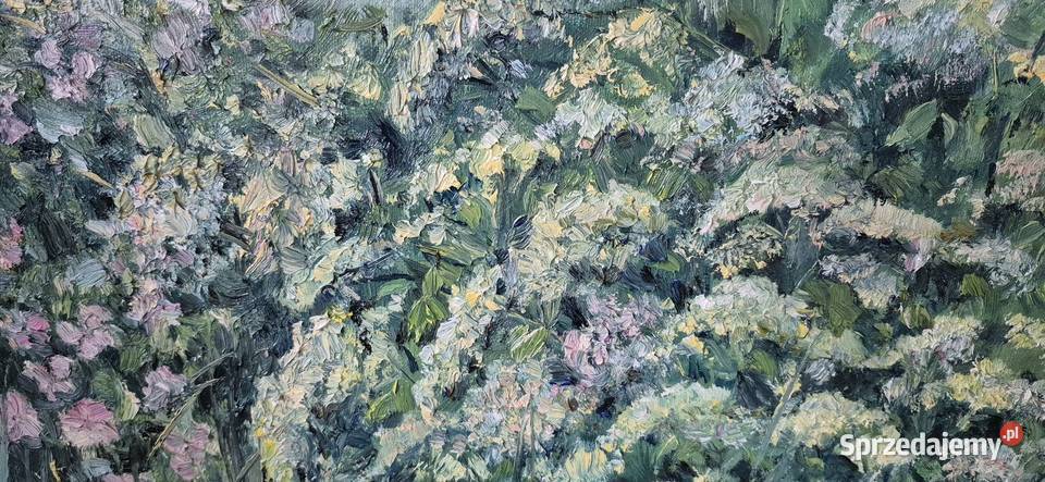 Biały bez i dzika róża wielkopolskie Gniezno