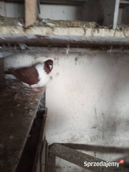 Sprzedam gołębie strasery Grodzisk Wielkopolski