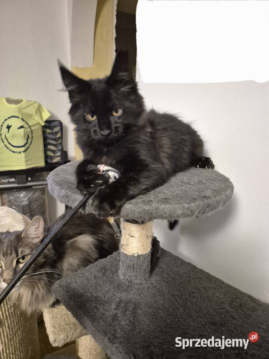 Kotki MaineCoon Będzin