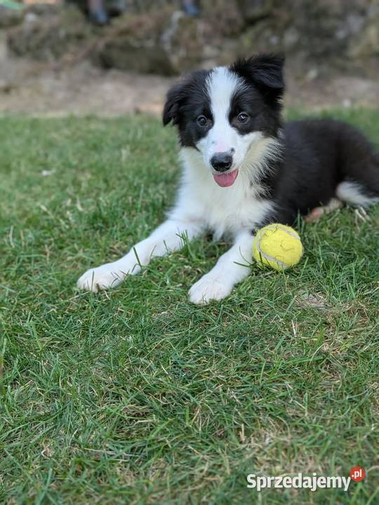 Border collie suczkaRodzice przebadani