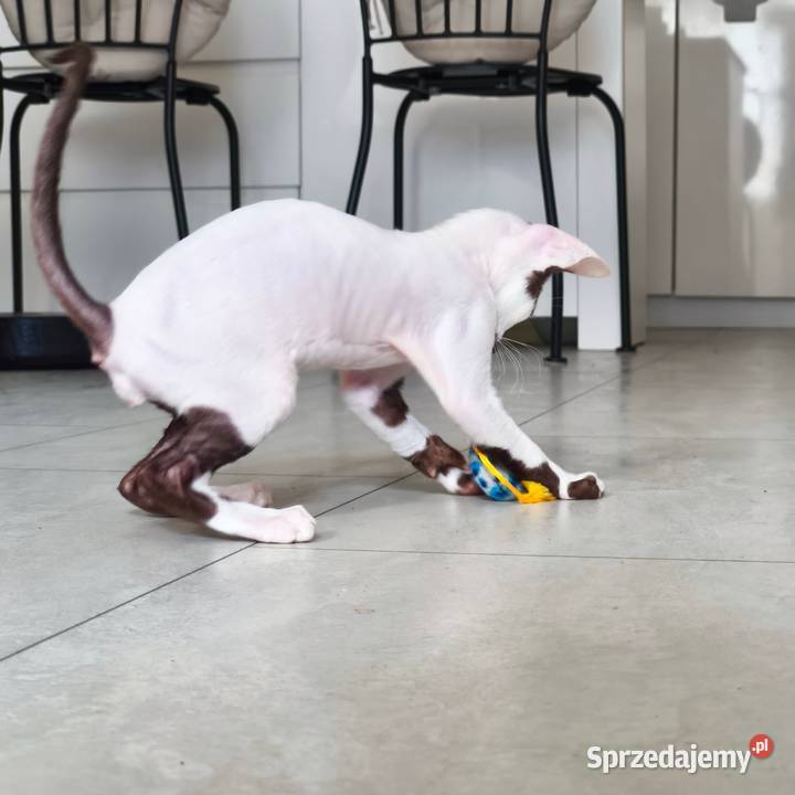 Cornish Rex kocurek arlekin gotowy do odbioru Słupsk