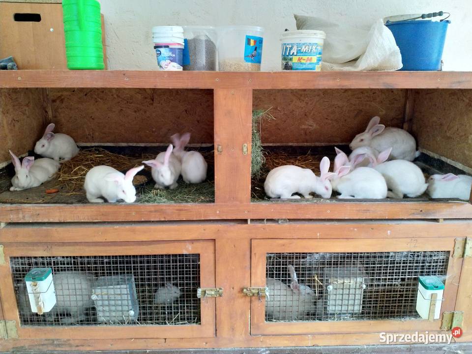 Króliki Termondzkie TB mięsne rodowód mazowieckie sprzedam