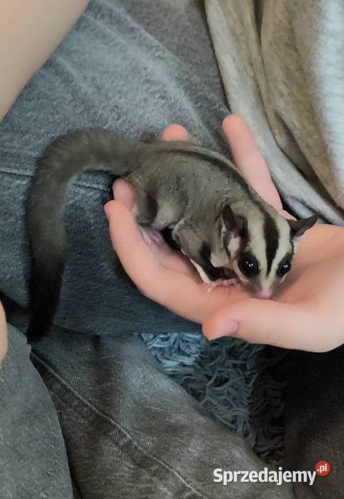 Lotopałanka karłowata Zamarski