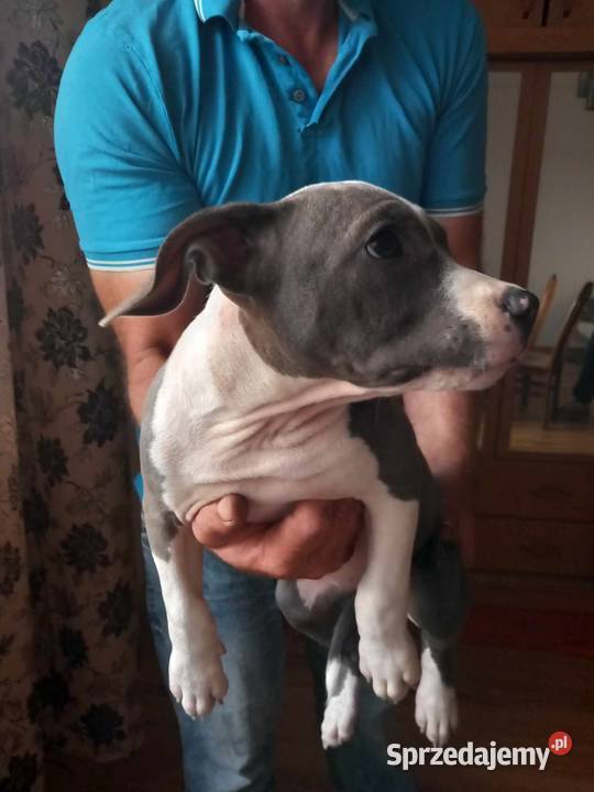 Amstaff American Staffordshire Terrier blue