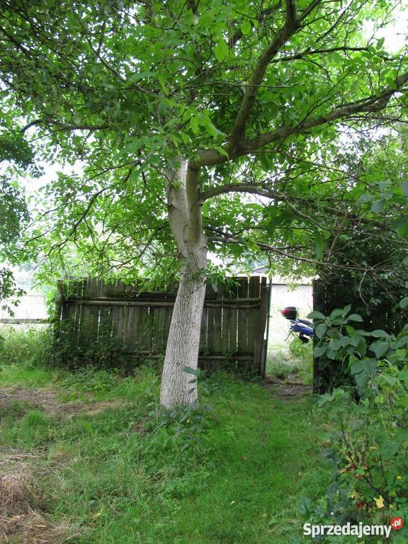 drzewo orzech włoski Nowa Sól