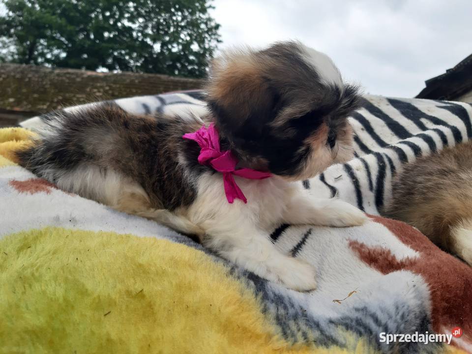 Pieski shih tzu śliczne i zadbane Szczecinek