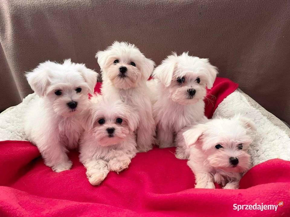 Maltańczyk maltanczyki Łukowa sprzedam