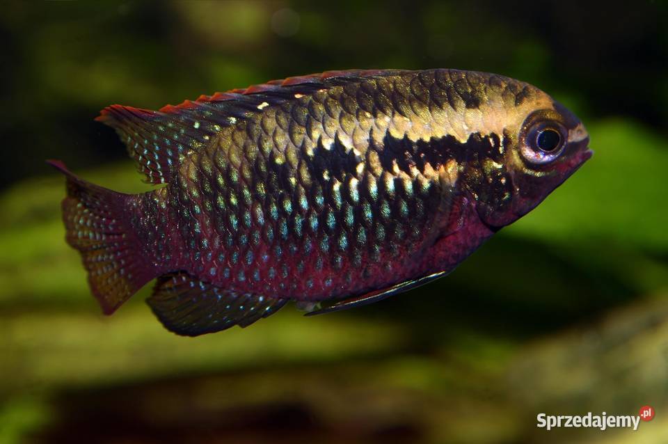 Akara wiśniowa Akarka Korumba Laetacara Gdańsk sprzedam
