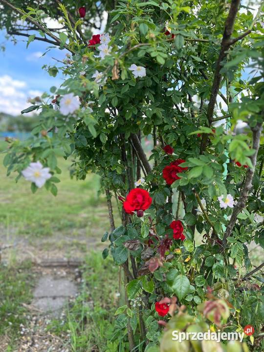 Działka ROD Gorzów Wlkp Śląska ROD Jedwab 1m Gorzów Wielkopolski