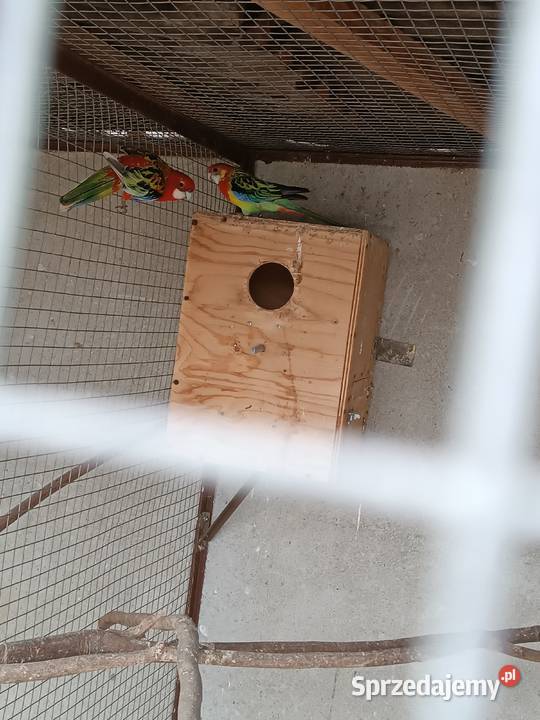 Rożele białolice opolskie Opole