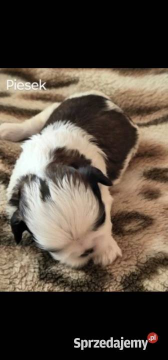 Szczenięta Shih Tzu Zwoleń