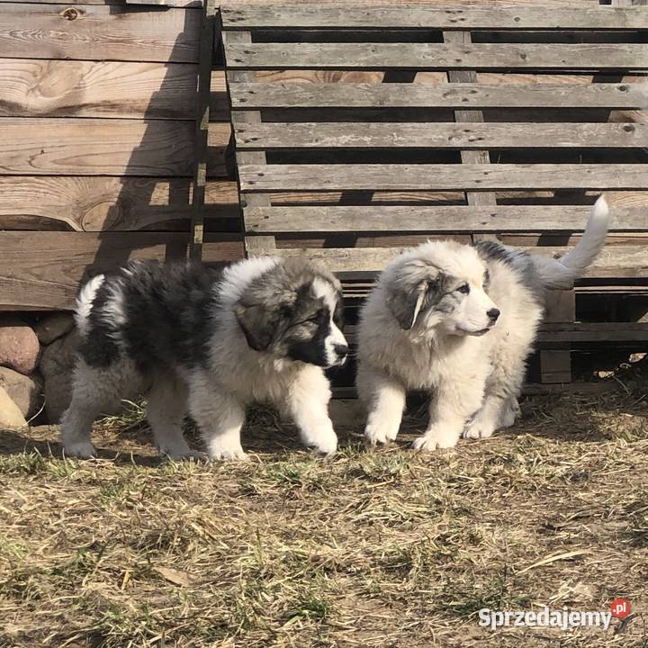 Mastif pirenejski rodzinny molos stróżujący Pupki