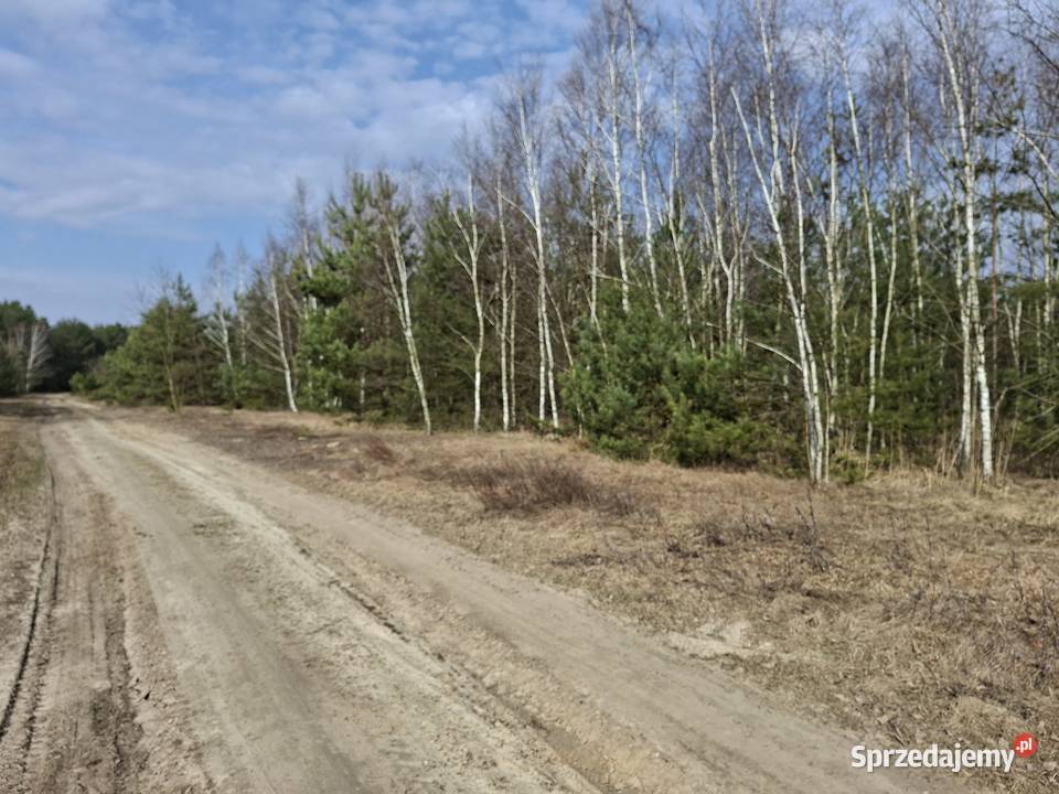 Syndyk sprzeda udział 1/12 Tyczyn, Sieradzkie