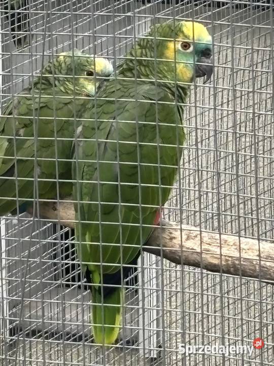 Amazonki niebieskoczelne pąsowe białoczelne Pińczów