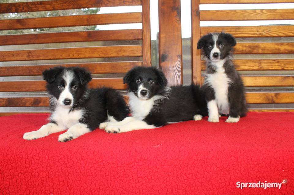 Border collie czarnobiały Radwan