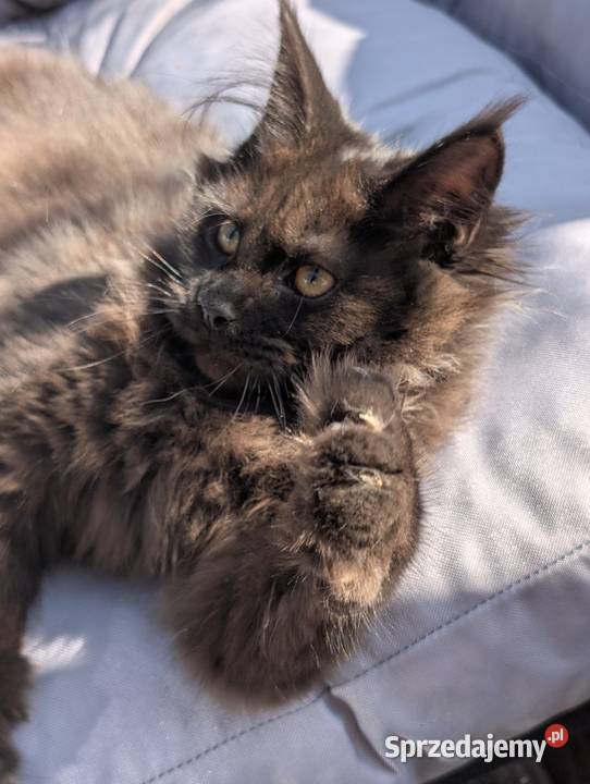 Evita czarna dymna kotka Maine Coon Tica Koty Pszczyna