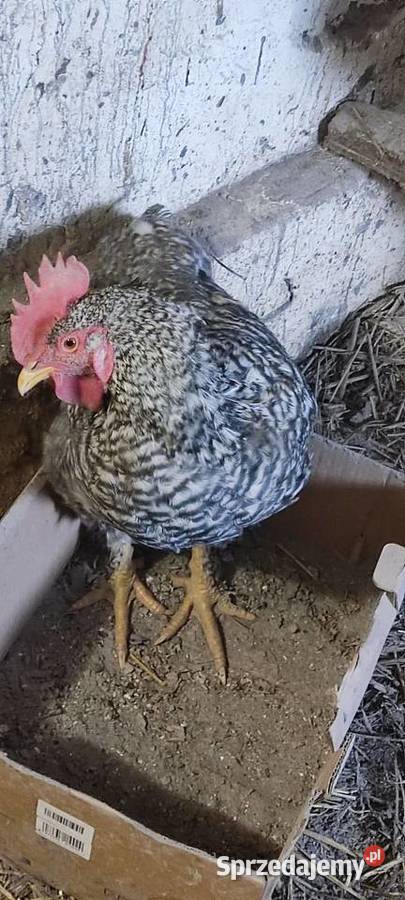 Młode koguty z wolnego wybiegu różne rasy Michów