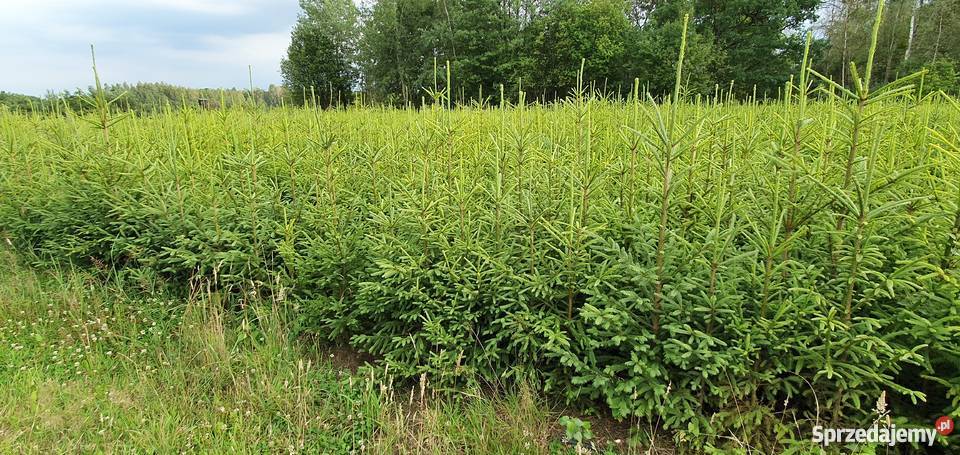 Plantacja choinek choinki świerkowe sadzonki Wisznice sprzedam