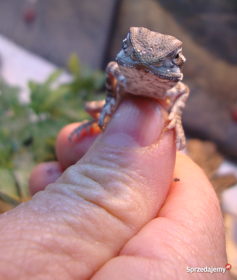 Agama agamy karłowate pogona henrylawsoni Warsza Warszawa