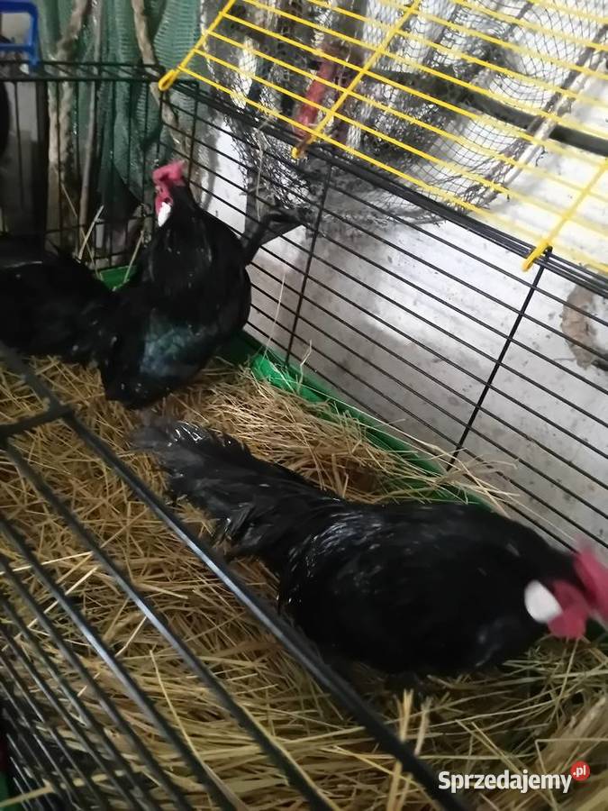 bantamki Wawrzeńczyce