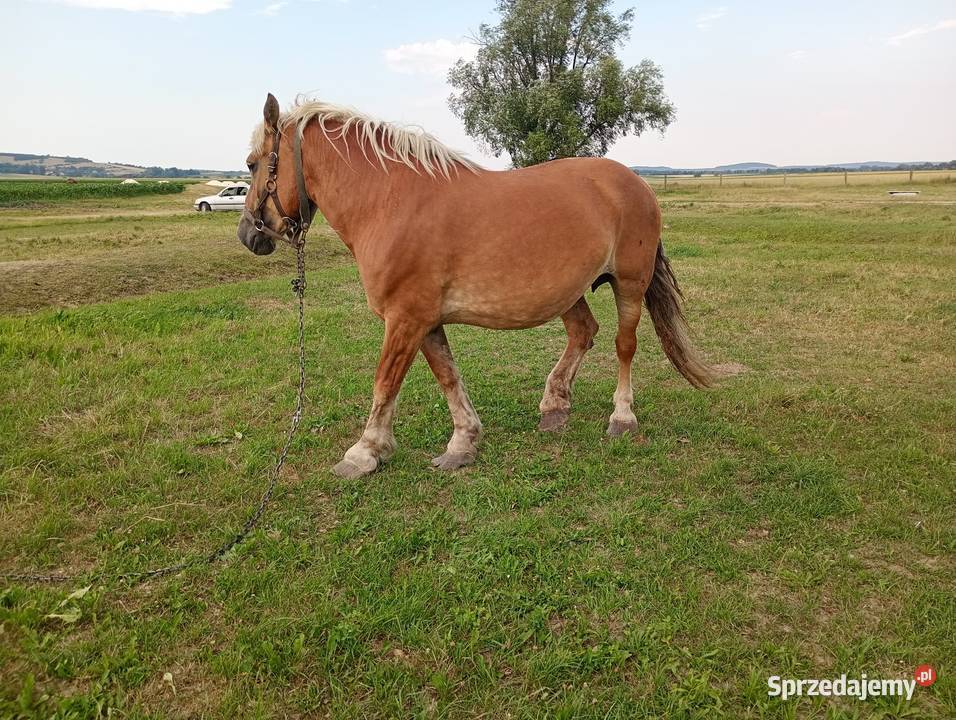 Klacz zimnokrwista źrebię ogierek Ząbkowice Śląskie sprzedam