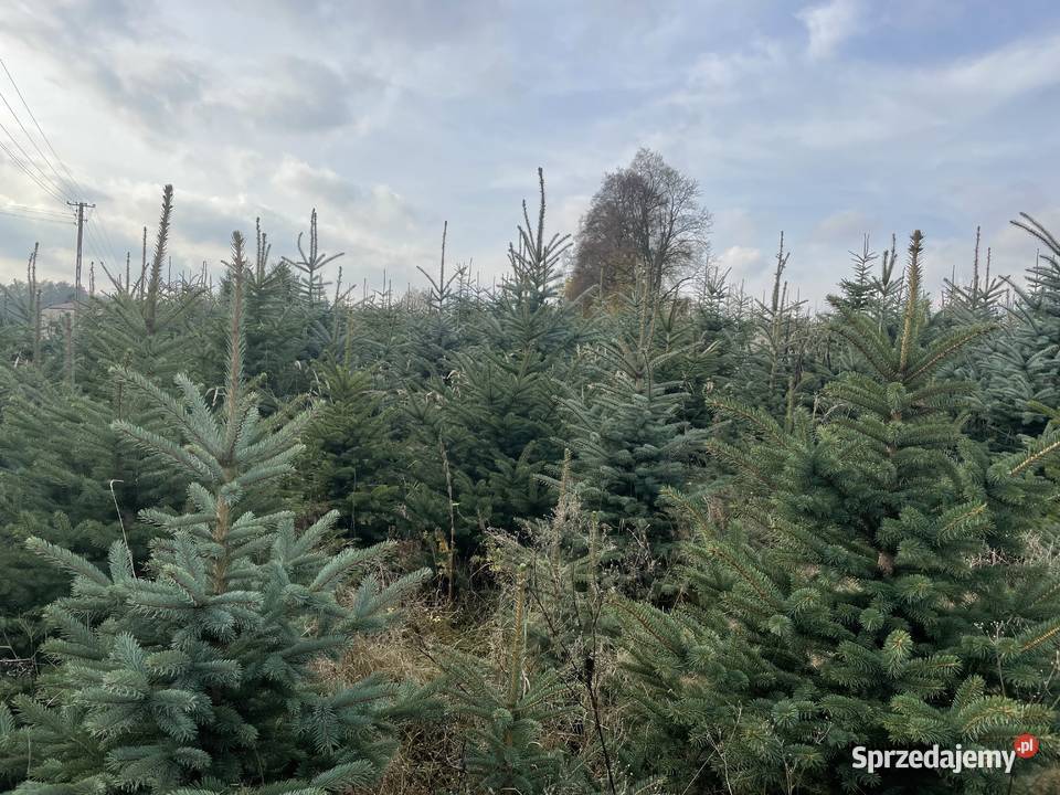 Choinki świerk srebrny