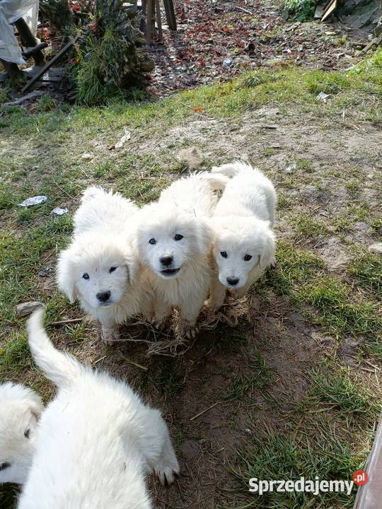 Szczeniak owczarek podhalański gotowy do odbioru Charsznica