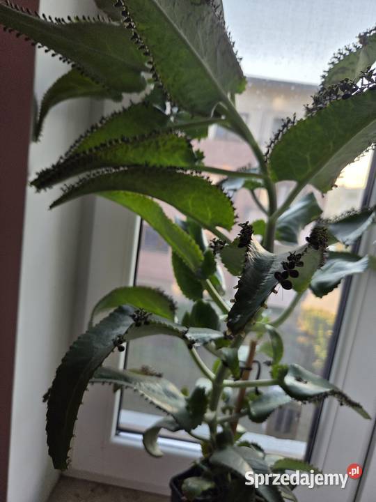 Żyworódka roślina lecznicza dwuletnia sprzedam