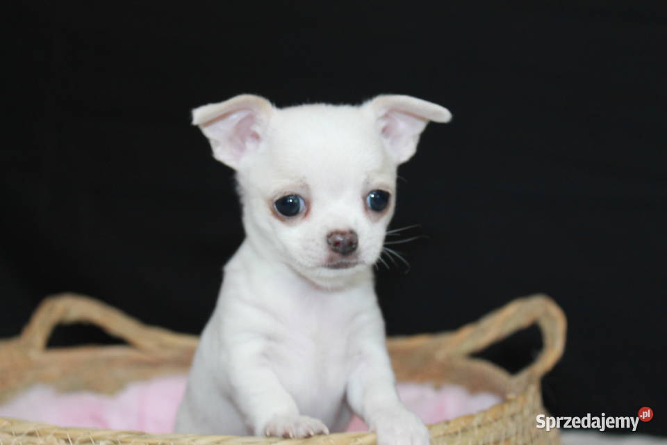 Chihuahua krótkowłosy biały chłopiec ZKwP FCI Świnoujście