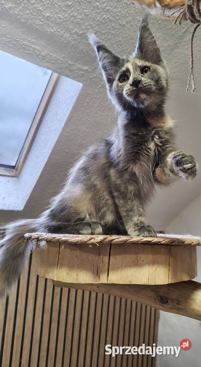 Rezerwacja Maine Coon