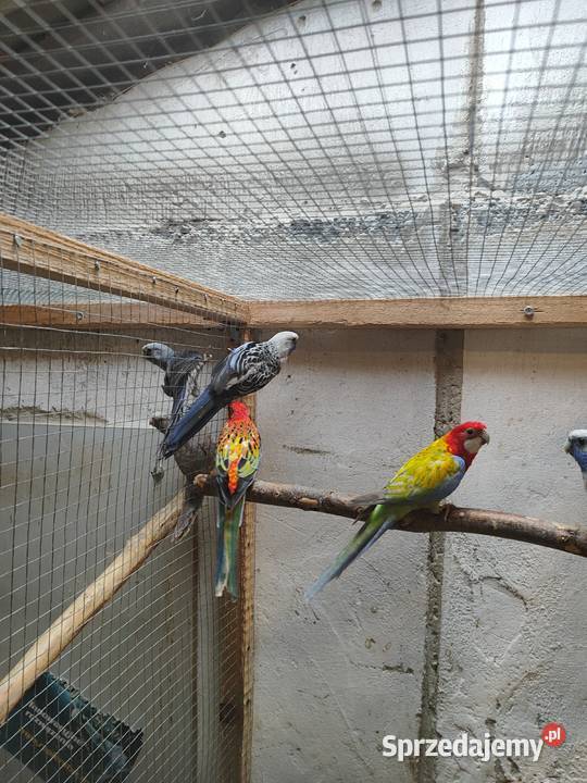 Rozelle królewskie Ptaki Bochnia