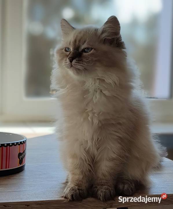 Asha kotka syberyjska neva masquerade