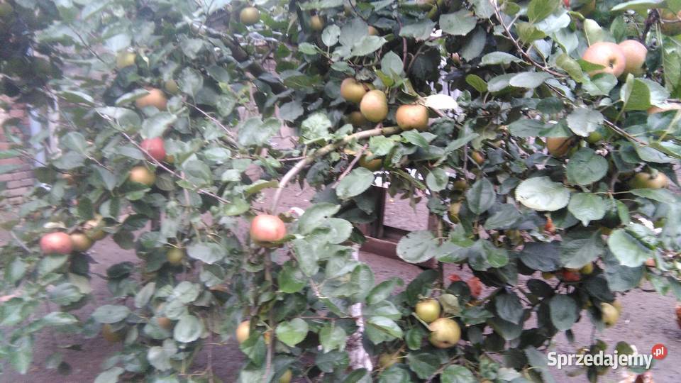 Topinambur Słonecznik bulwiasty Wronów