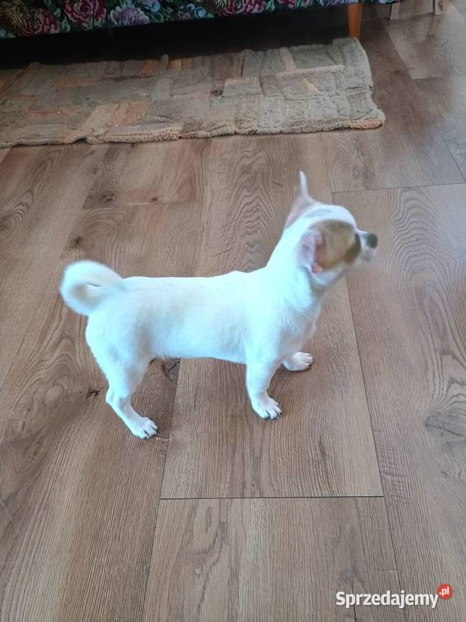 Chihuahua słodki piesek Łękińsko