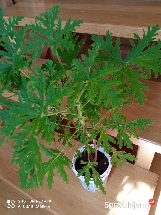 Geranium pachnące cytrynką
