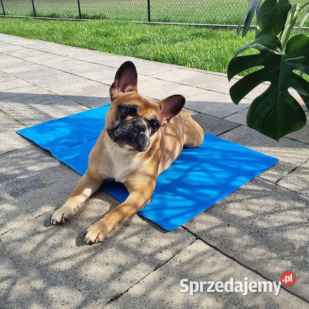 Mata chłodząca psa i kota 50x40 mata żelowa lubelskie Zamość