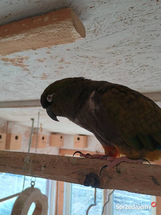 Sprzedam Konury Patagońskie śląskie Dąbrowa Górnicza