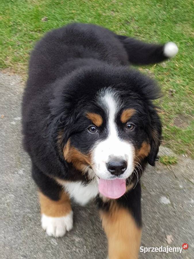 Berneński Pies Pasterski już do odbioru Lublin