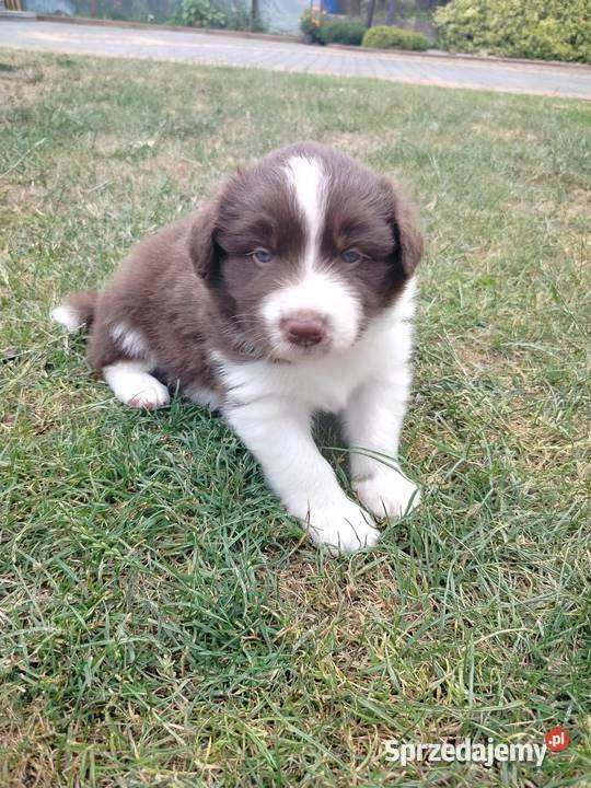 Szczenieta Border Collie REZERWACJA Przemyśl