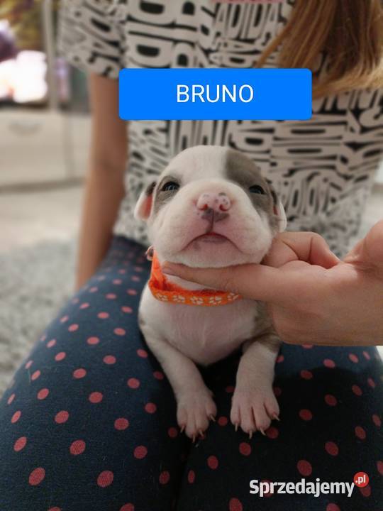 Szczenięta amstaff rodowód Wyszków sprzedam