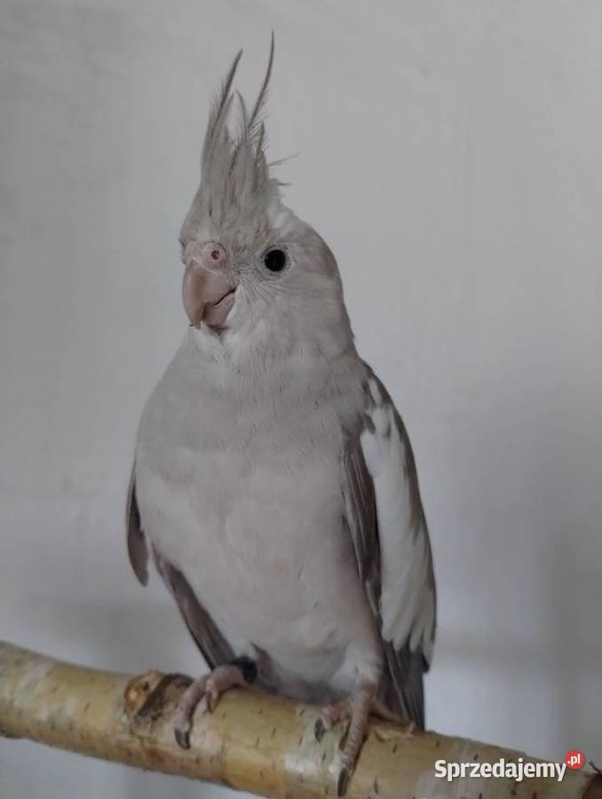 Nimfa oswojona samica