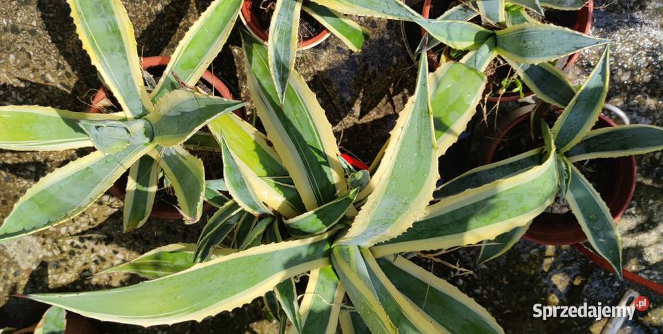 Agawa roślina ozdobna do ogrodu mazowieckie Józefów
