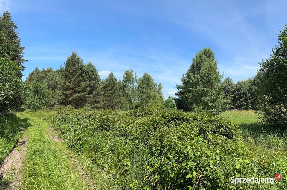 działka w otulinie lasu lubuskie Trzebule