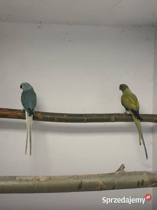 Papugi Aleksandretty obrożne opalin go para Ptaki Stęszew sprzedam