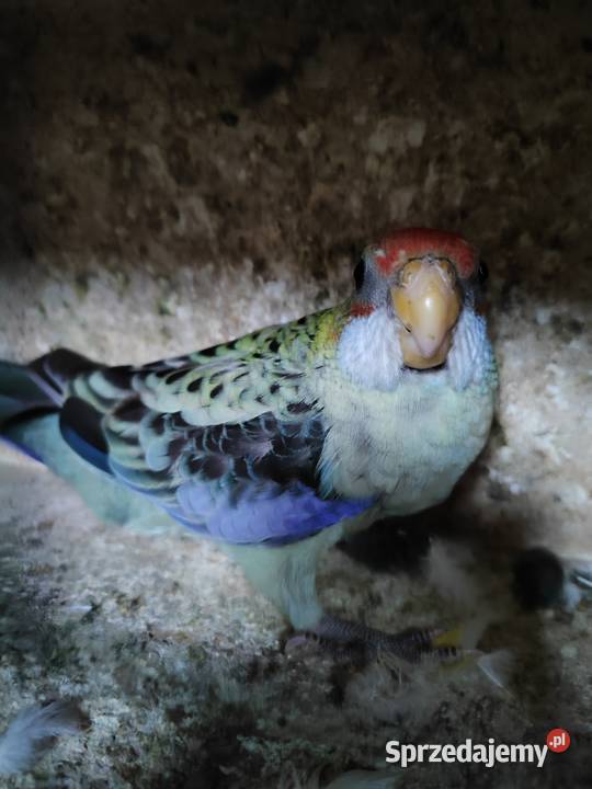 Papugi rozella bladoglowa Bochnia